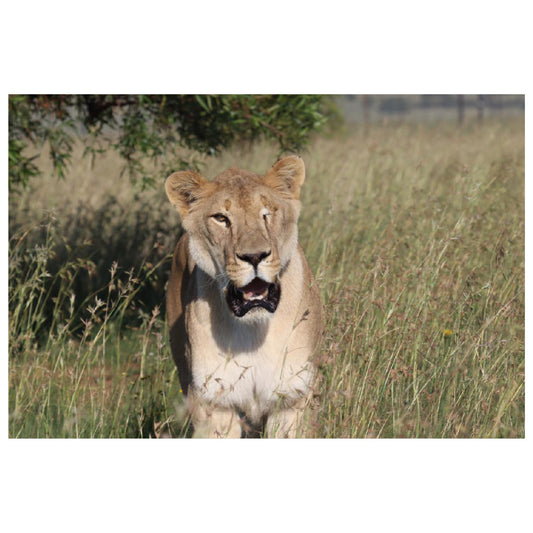 Happy in the grass (Smith) canvas print