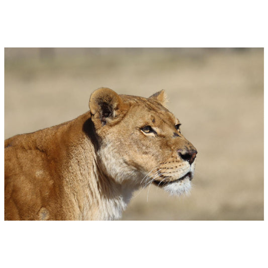 Looking ahead (Coralie) canvas print