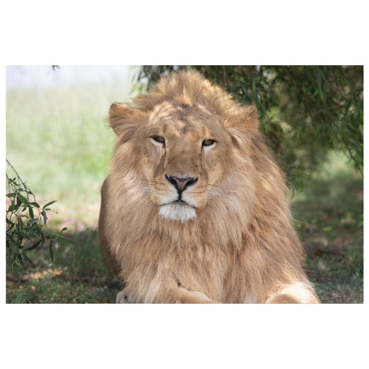 Magnificent Saham canvas print