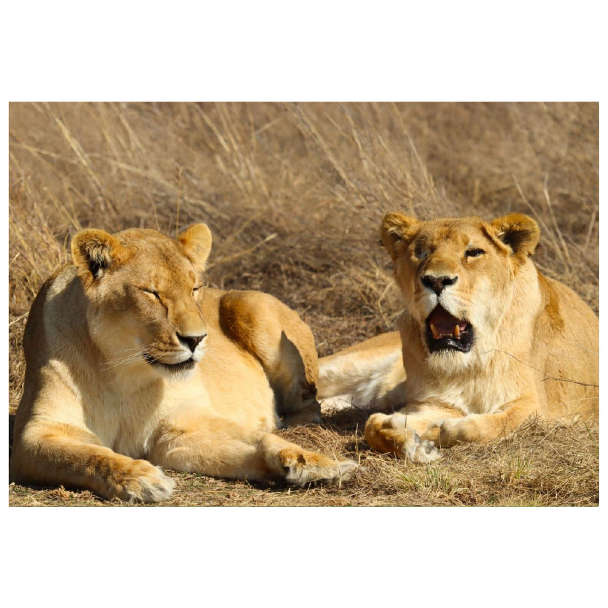 Kiara and Mahla canvas print