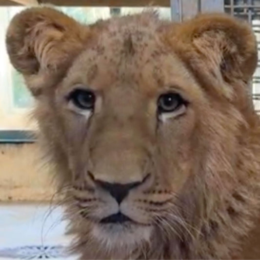 Lion Adoption - Silver