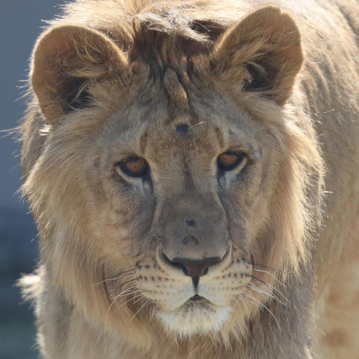 Lion family adoption - Dhubiya and Saif