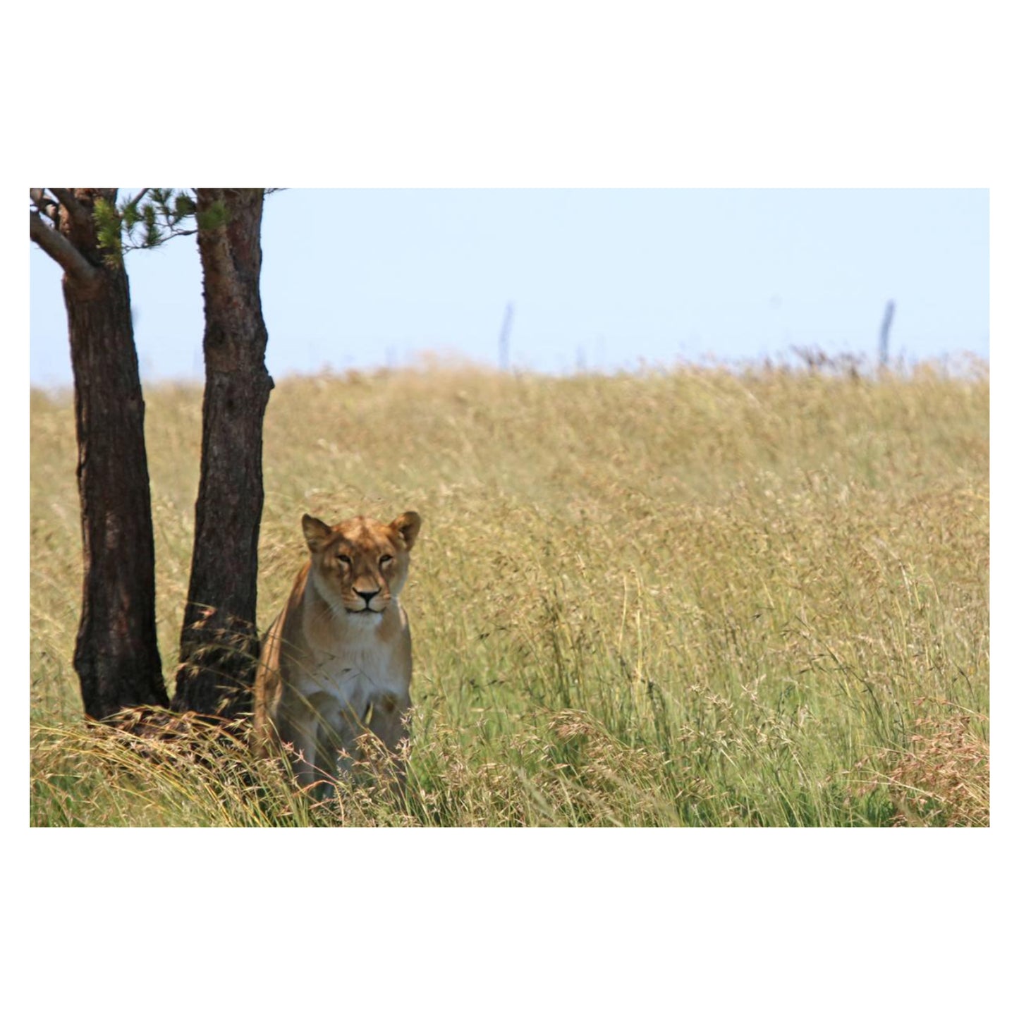 Africa stands watch canvas print