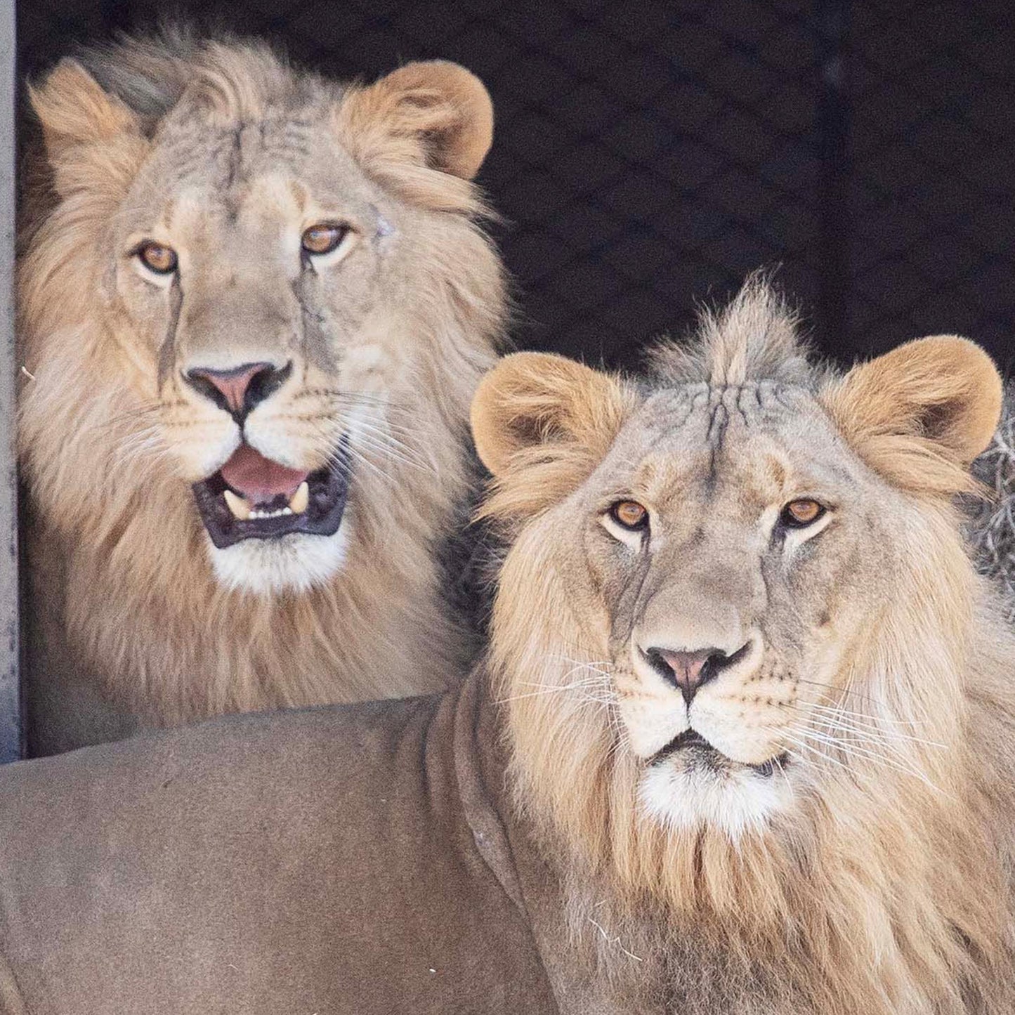 Lion family adoption - Saham and Shujaa