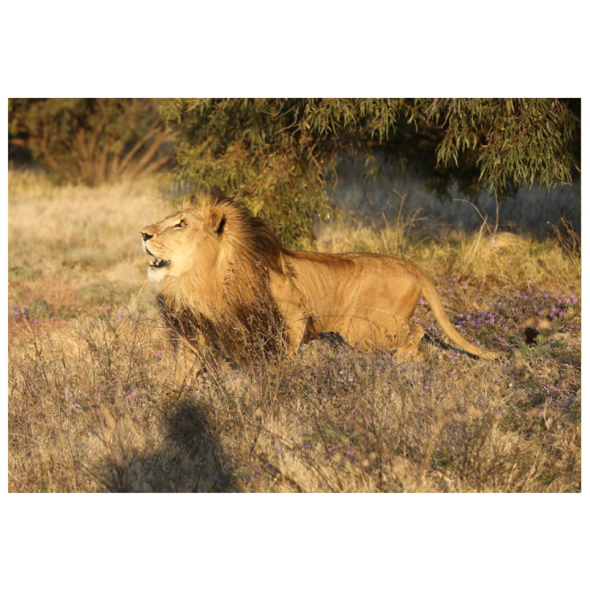 Eyes on the prize (Shujaa) canvas print