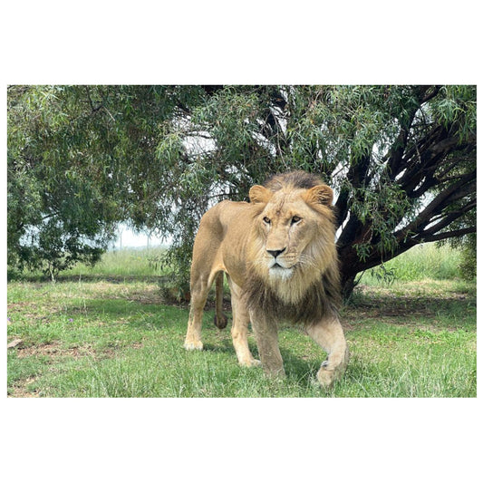 Striding out (Shujaa) canvas print