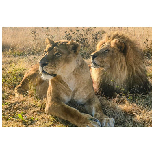 This is home (Coralie and Goliath) canvas print