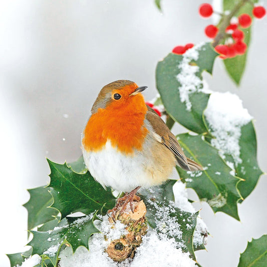 Robin and Holly Branch Christmas cards