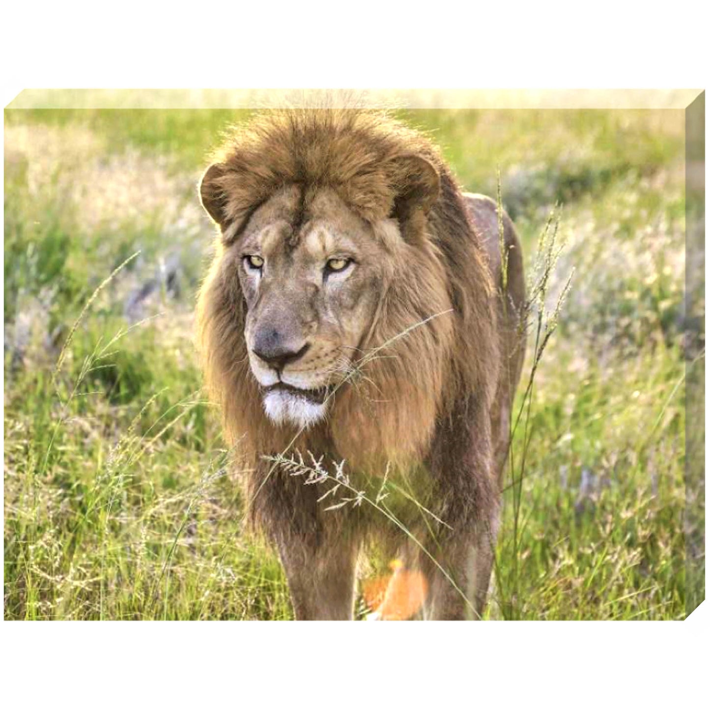 Majestic Kimba canvas print