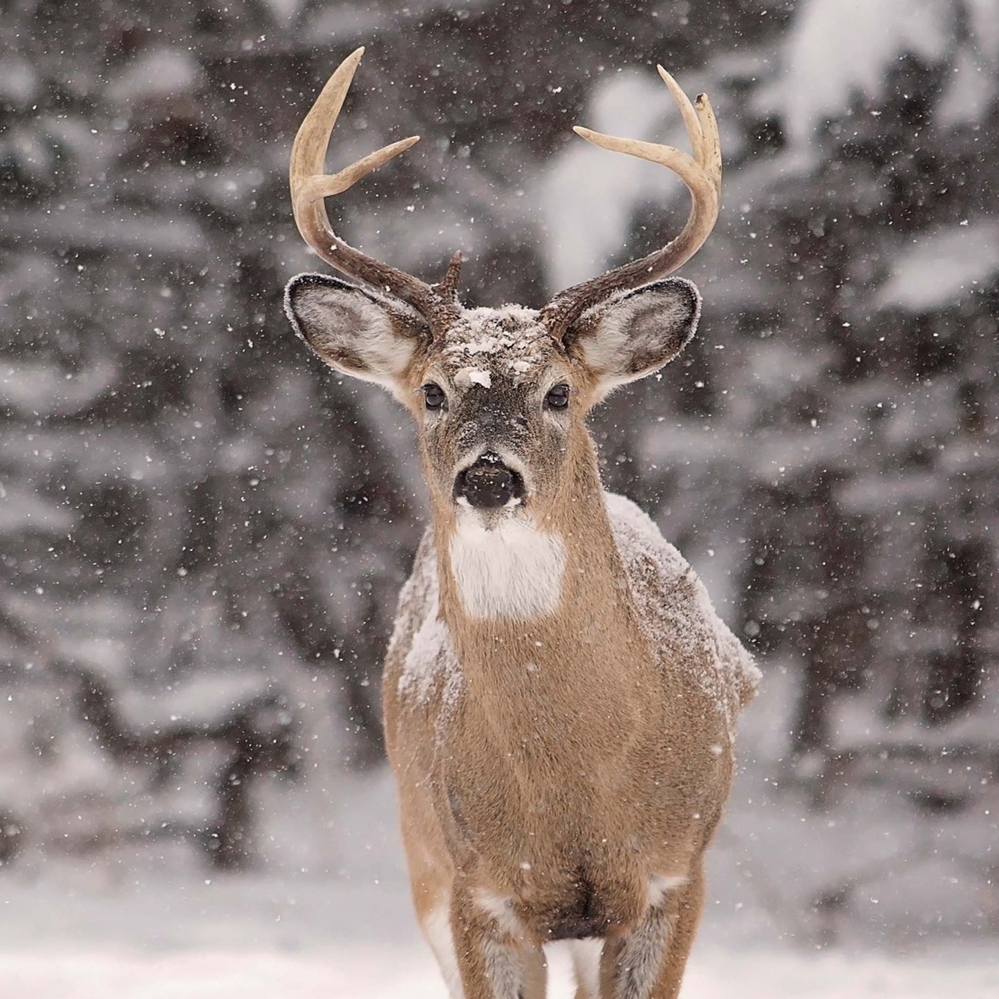 Stag in Snowfall Christmas cards