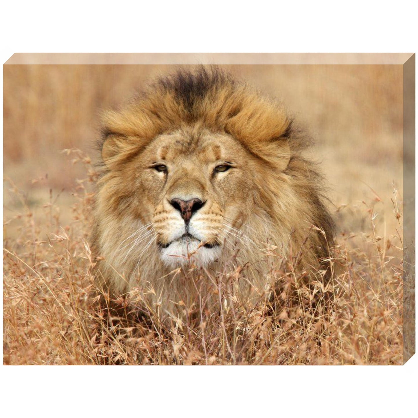 David canvas print