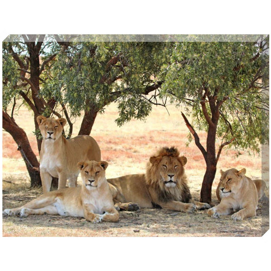 Kiara, Amazonas, Scarc and Mahla canvas print
