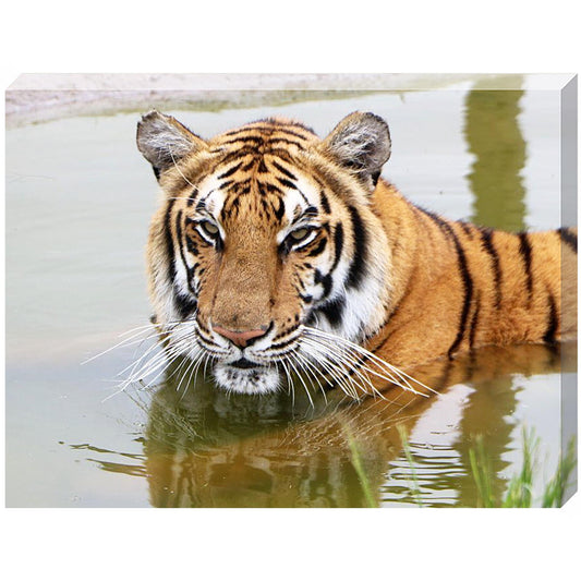 Jade in the Pool canvas print