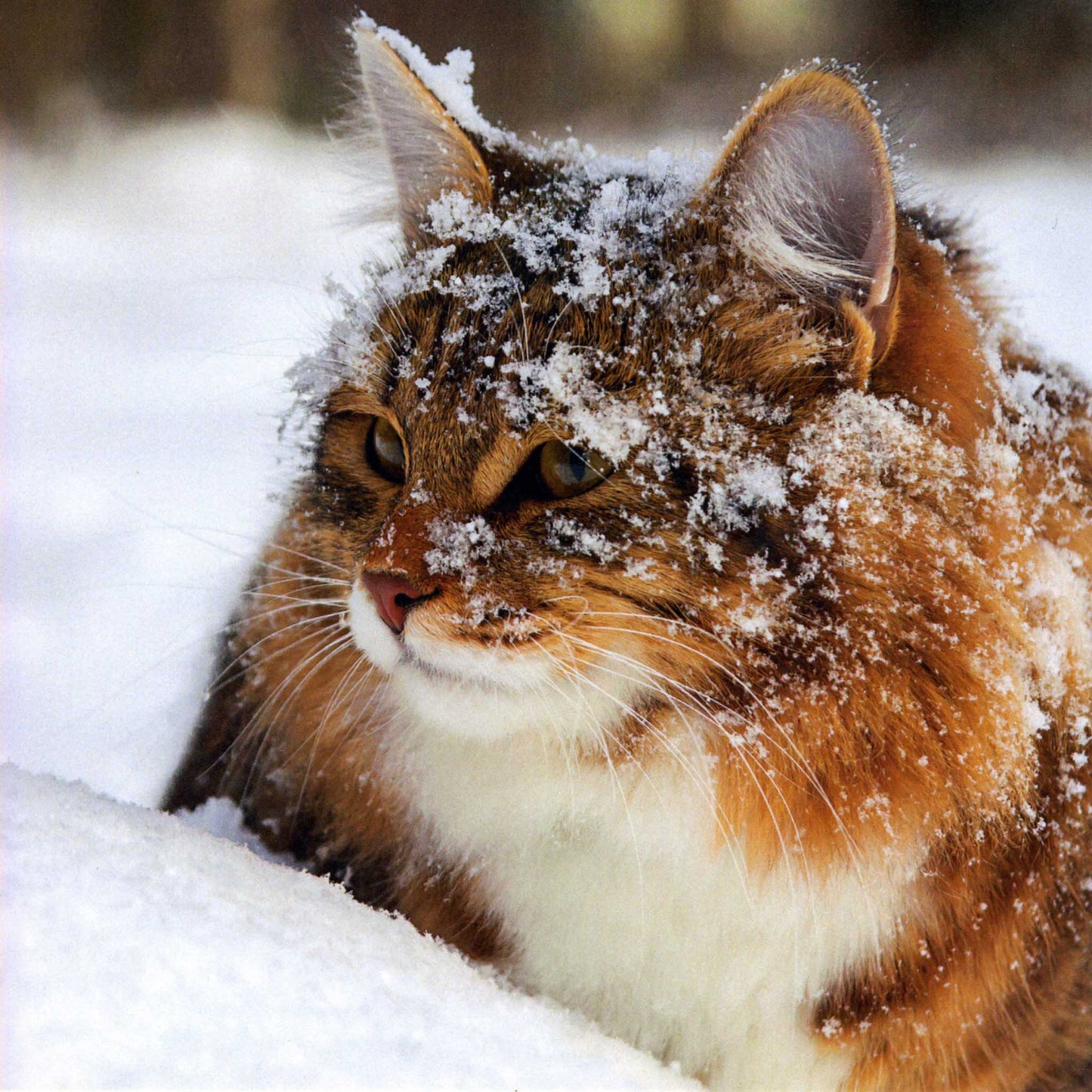 Snowy Cat Christmas cards