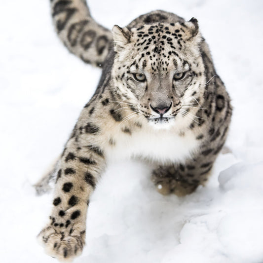 Awesome Snow Leopard Christmas cards