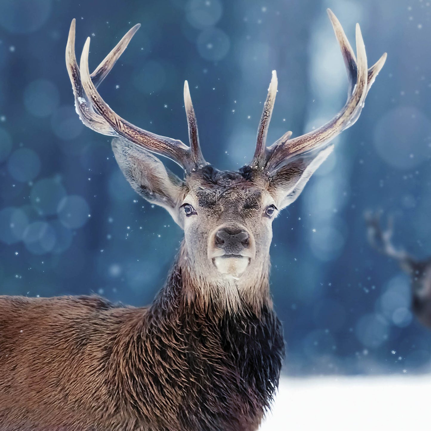 Winter Stag Christmas cards