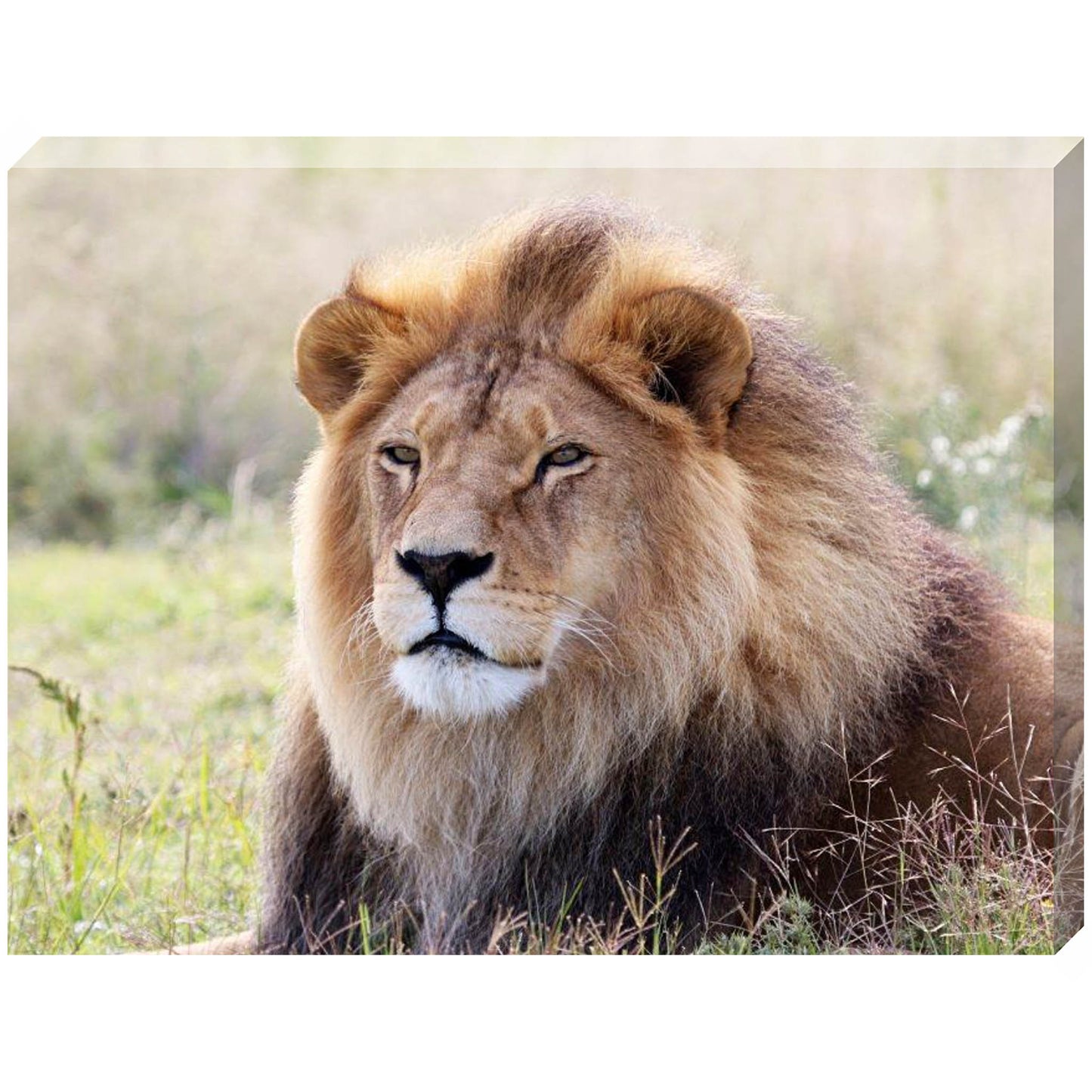 Simba at Peace canvas print