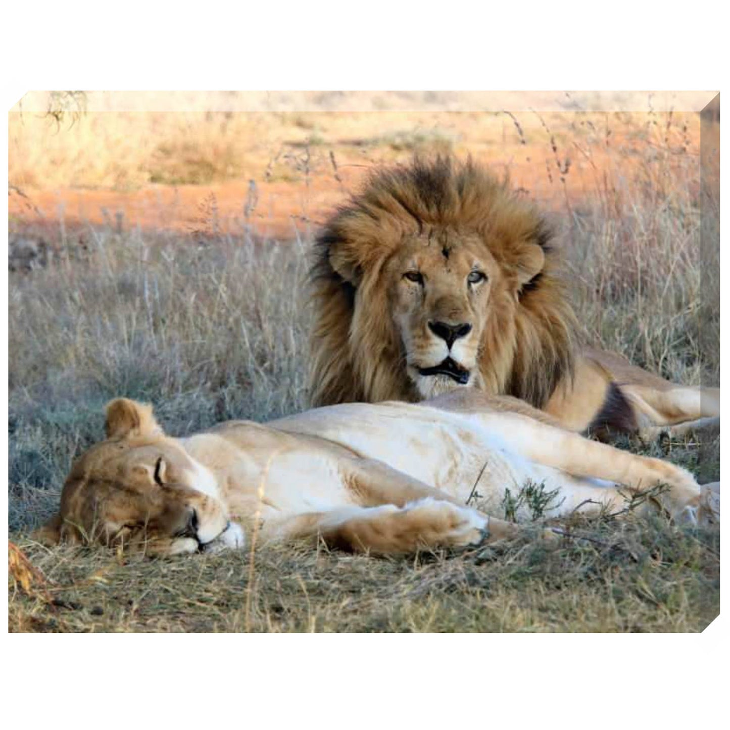 Lion Love (Leo and Muñeca) canvas print