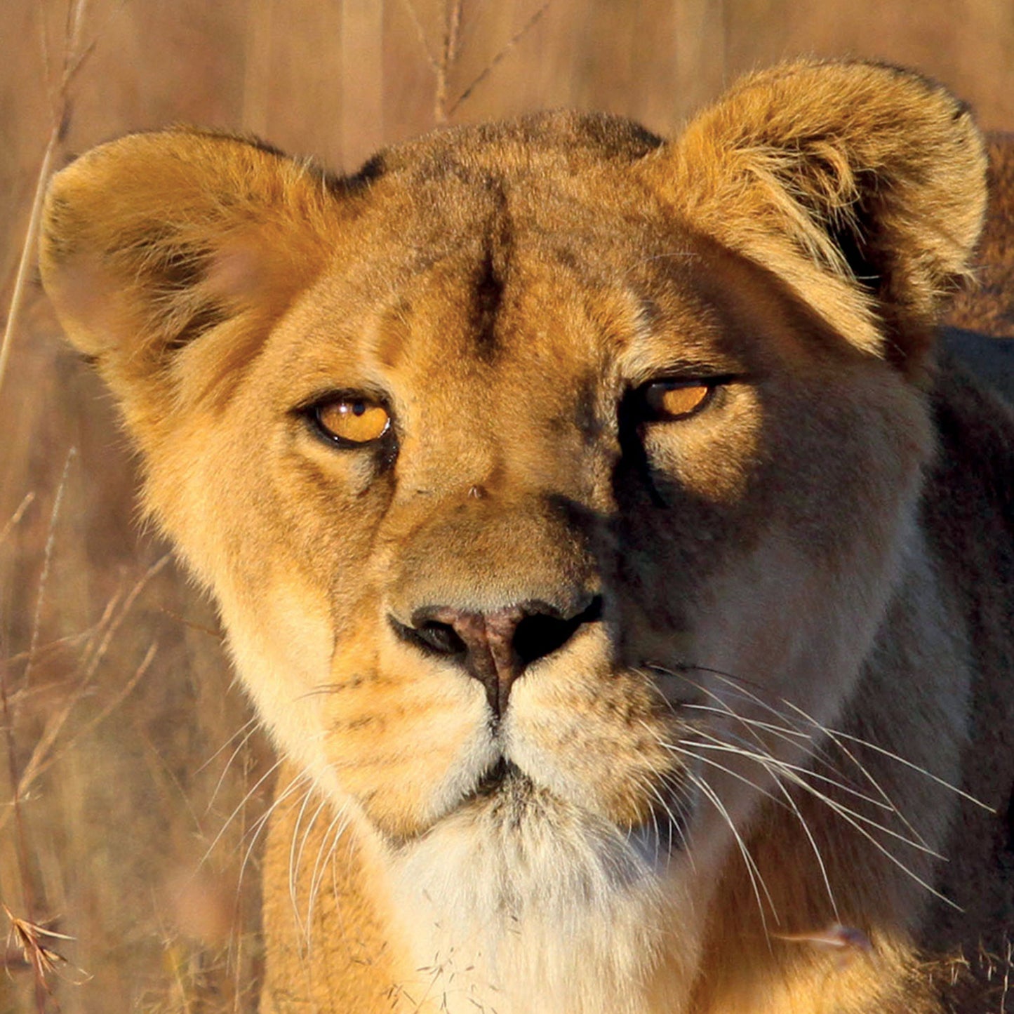 Lion adoption - silver