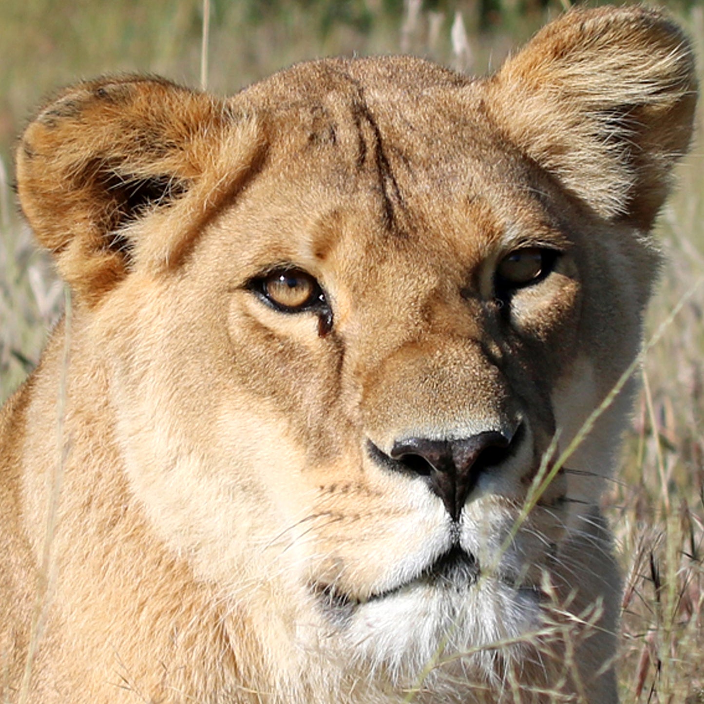 Lion family adoption - Africa and Kiara