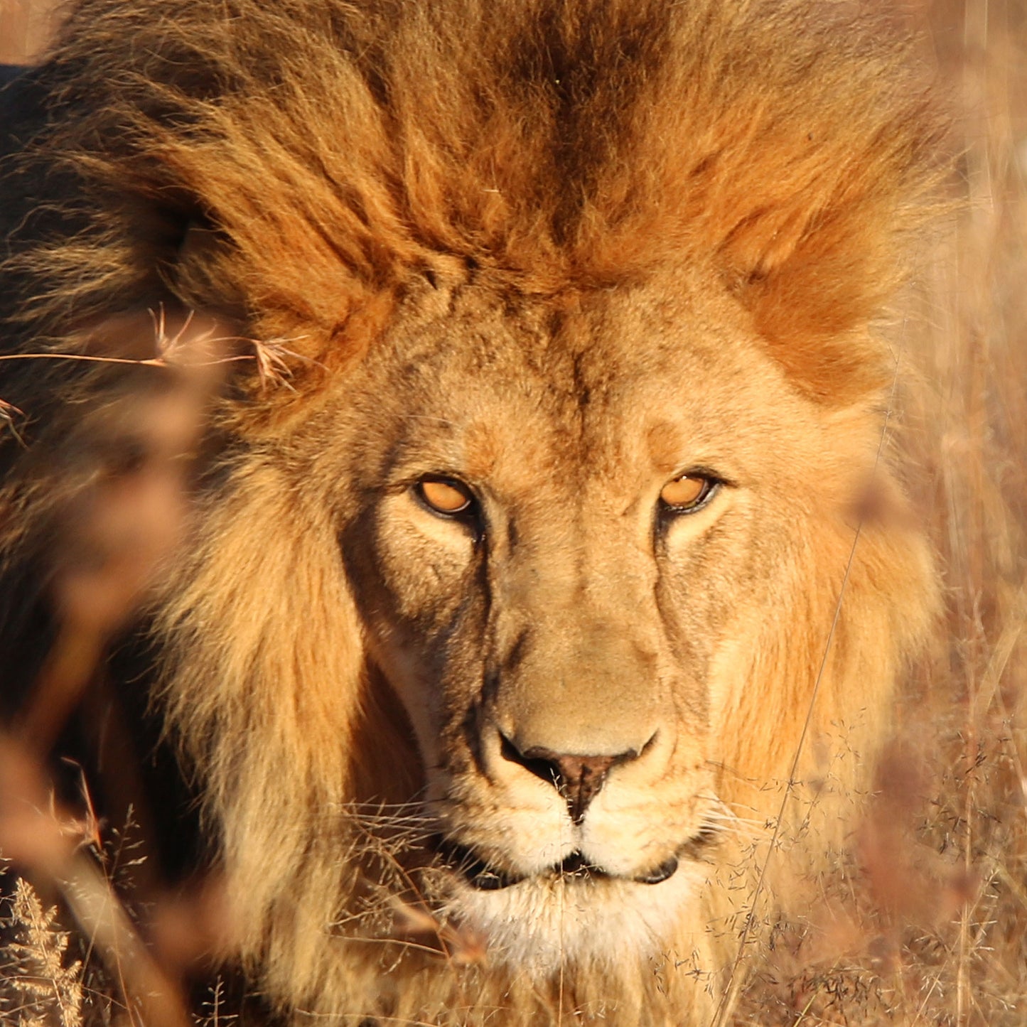 Lion adoption - silver