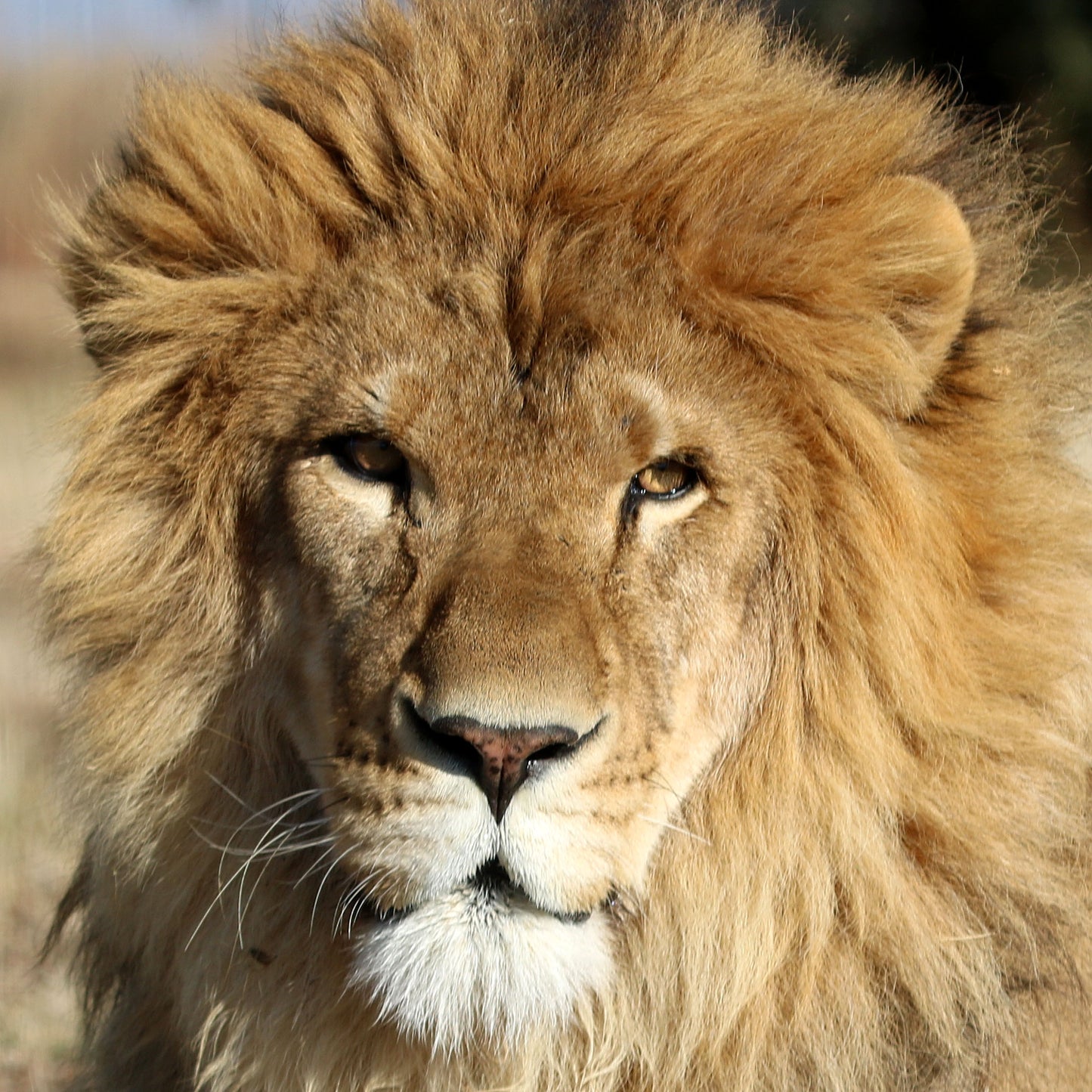 Lion adoption - standard